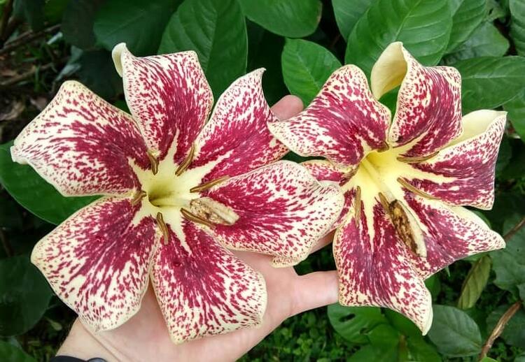 flowers