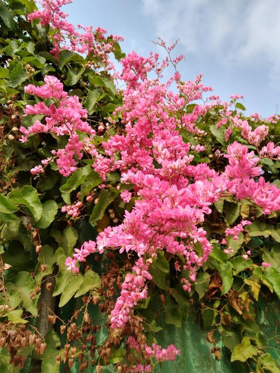 flowers